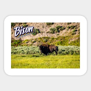 Bison at Yellowstone Sticker